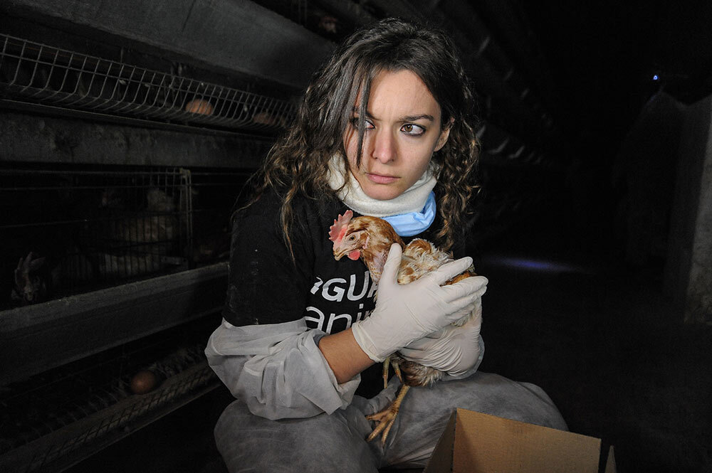 María González Sola, an activist with the group Animal Equality, says she rescued this hen from an egg farm in Spain in 2011.