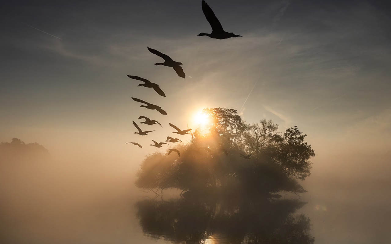 A flock of swans fly at sunrise on the first day of fall in London's Richmond Park.