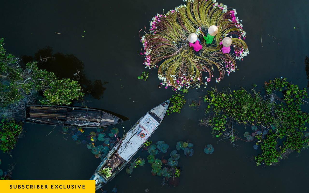 Wearing conical hats and traditional áo bà ba tunics, local women gather the water lilies at the break of dawn, as generations before them have done.