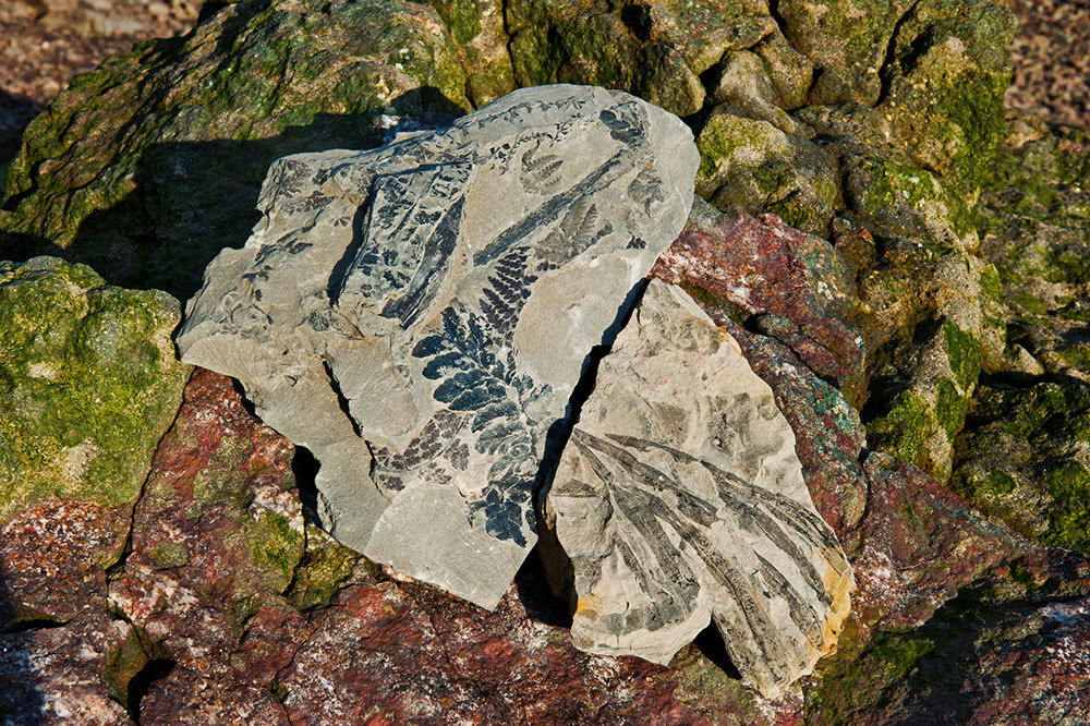 Ancient ferns preserved in rock in Canada's Bay of Fundy.