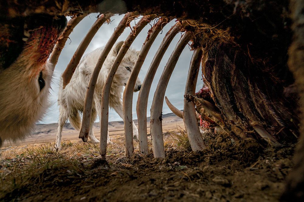 Wolves pick at the remains of a muskox.