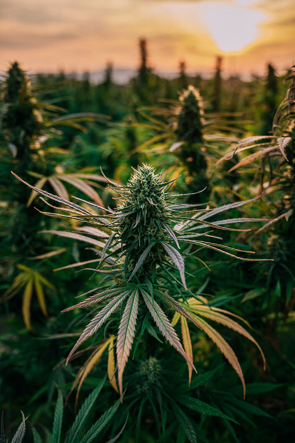 A photo of a hemp plant