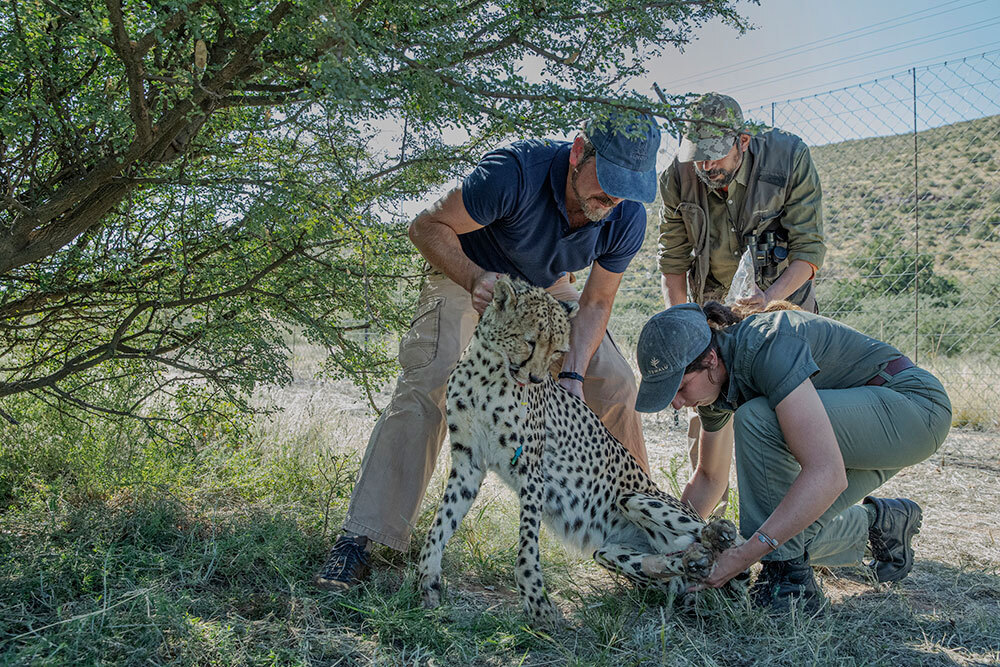 Three people sedate a cheetah near a chain-link fence