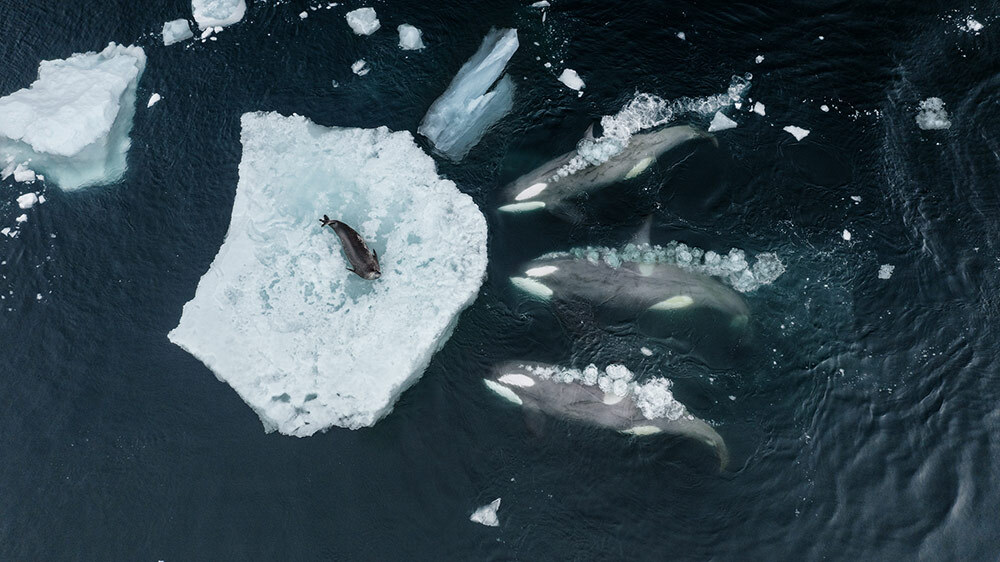 Speeding toward a seal, orcas rotate to their sides in unison. The momentum will create a large wave that may be powerful enough to wash the seal off the ice floe.