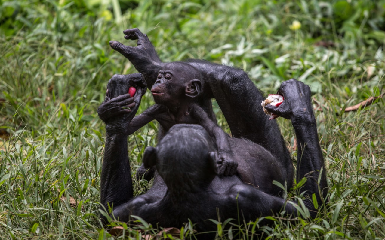 A female bonobo feeds fruit to her baby at Lola ya Bonobo Sanctuary, the world's only bonobo rehabilitation facility, outside Kinshasa, in the Democratic Republic of Congo.