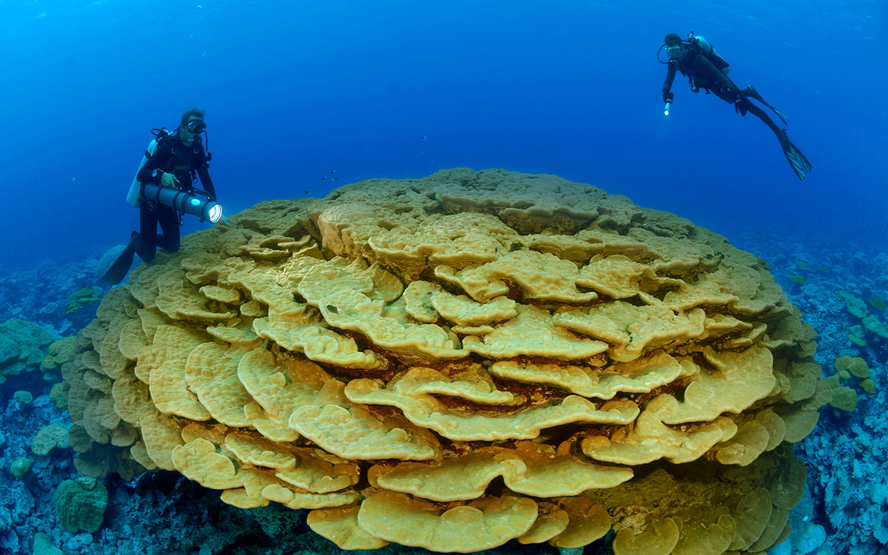 An ecologist studies an ancient lobe coral in Kingman Reef, found about halfway between Hawaii and American Samoa in the Pacific Ocean.