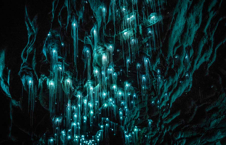 Waitomo Glowworm Caves in Waikato, New Zealand.