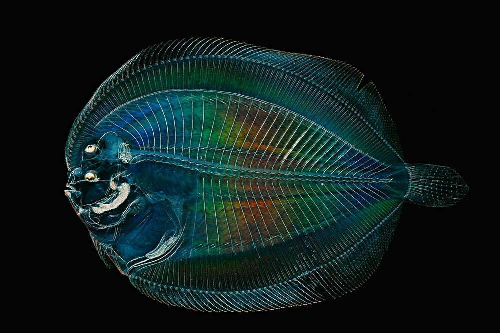 A macro lens, fast shutter speed, and precise lighting brought out dazzling details in this young flounder (above) that weren’t initially apparent.