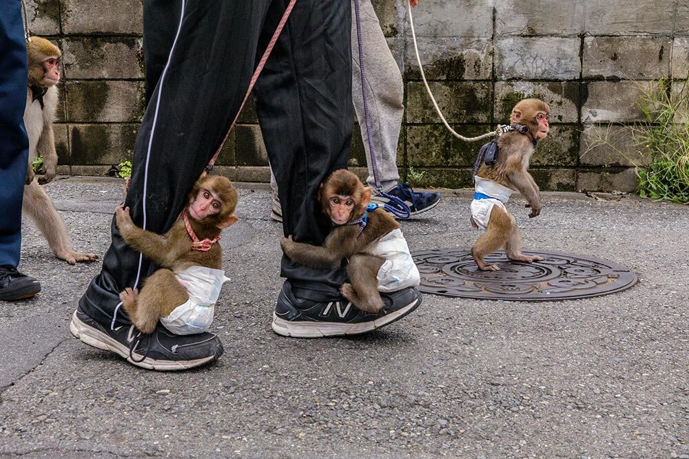 Trainers walk diaper-wearing monkeys outside