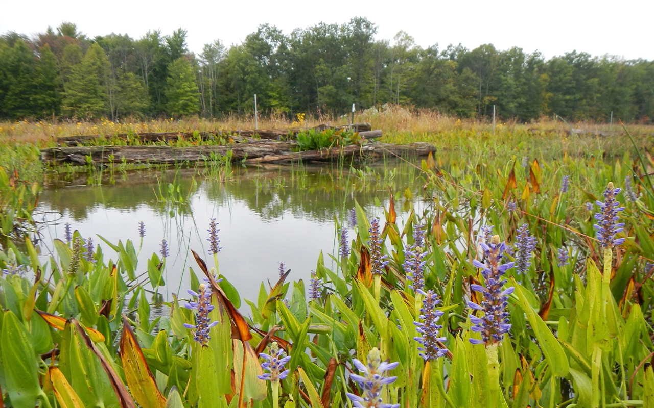 Thanks to a multiyear, multimillion dollar cleanup, what was once a toxic junkyard has become a flower- and fauna-filled zone at Cuyahoga Valley National Park in Ohio.