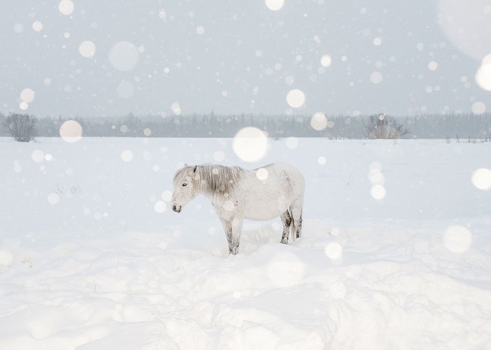 A photo of a horse standing in the snow