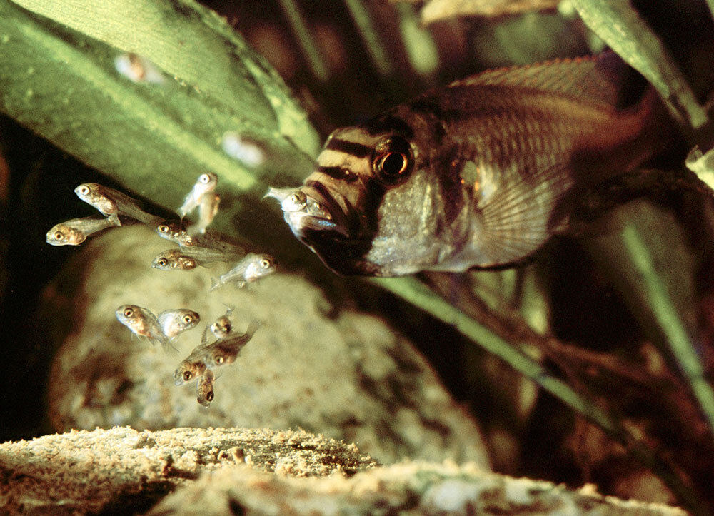 A picture of tiny fish coming out of a bigger fish's mouth