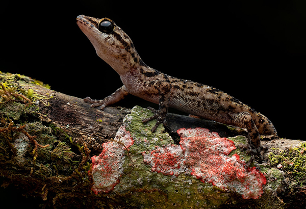 Phyllodactylus andysabini's entire habitat is less than 100 square miles on a single volcano.