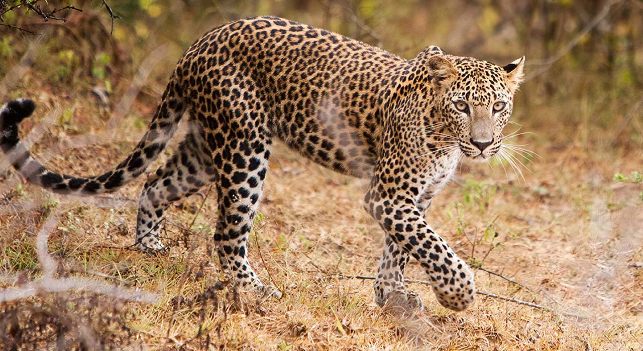 leopard roaming the savanna