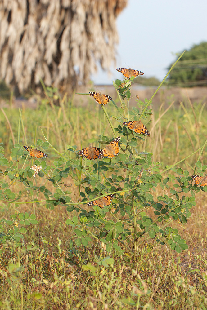 a group of butterflies on a bush