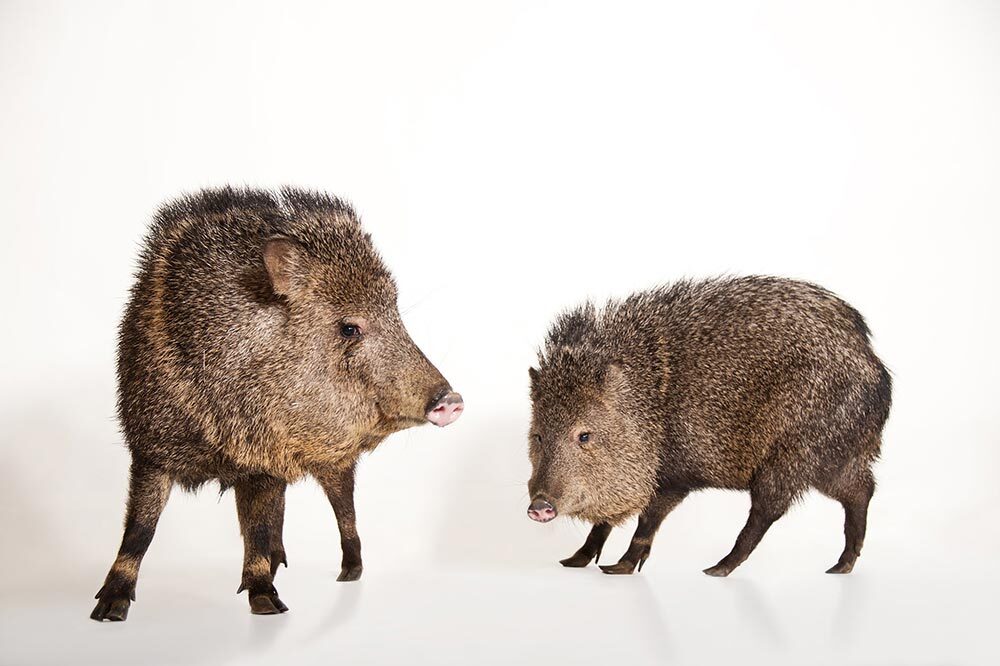 These smelly creatures are ripping through golf courses.