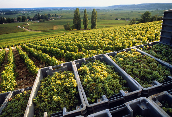 In Burgundy, chardonnay grapes are harvested several weeks earlier than they were a few decades ago.