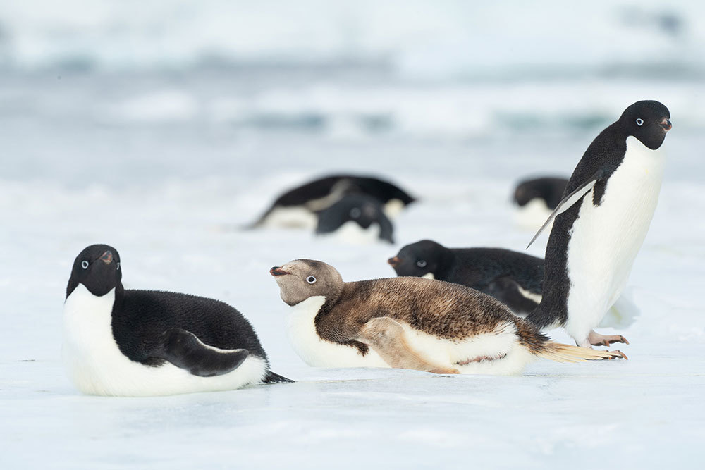 A rara blond penguin