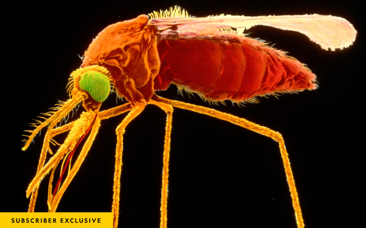 Colored scanning electron micrograph of a female specimen of the mosquito species, Anopheles gambiae.