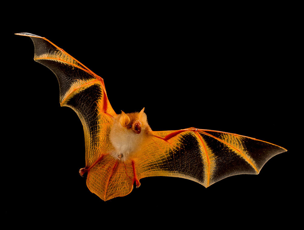 A photo of a bright orange and black bat flying