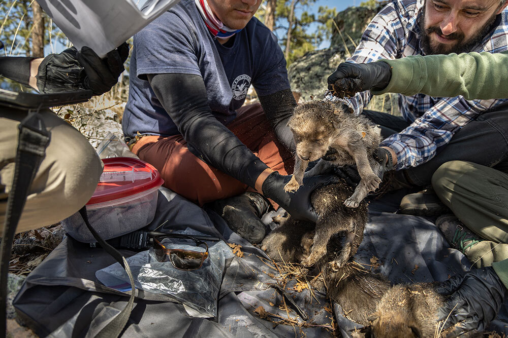 Reintroducing Mexican wolves