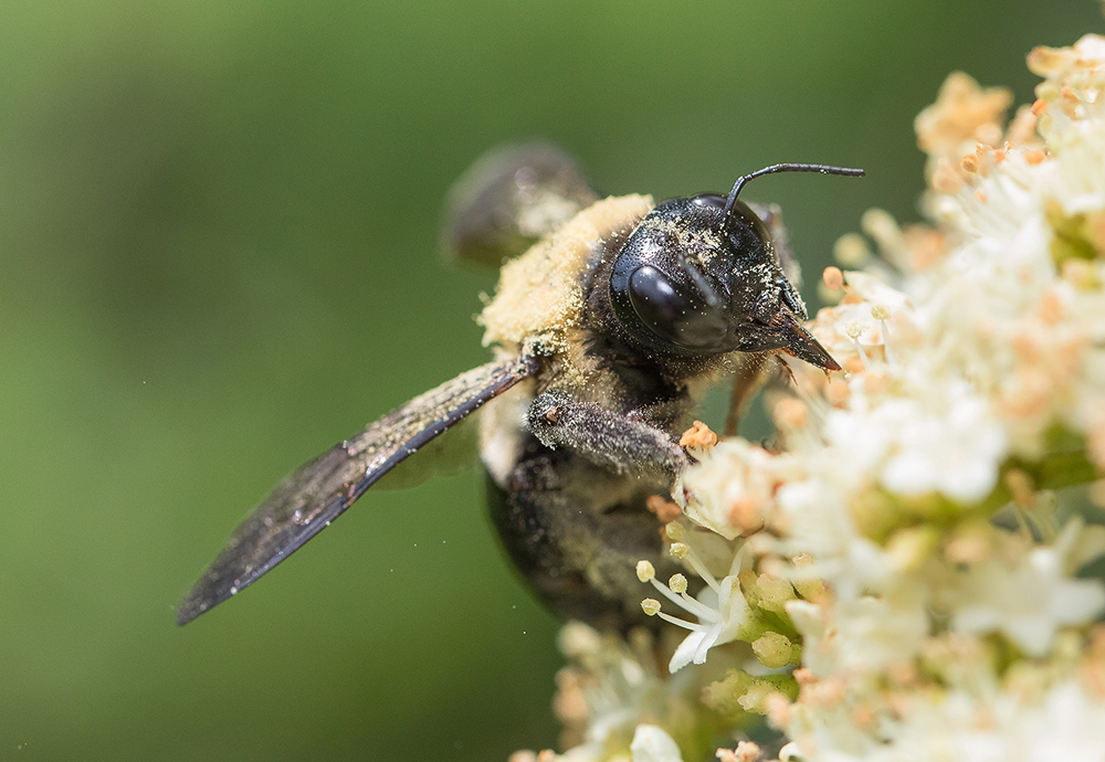 A bumblebee on a flower