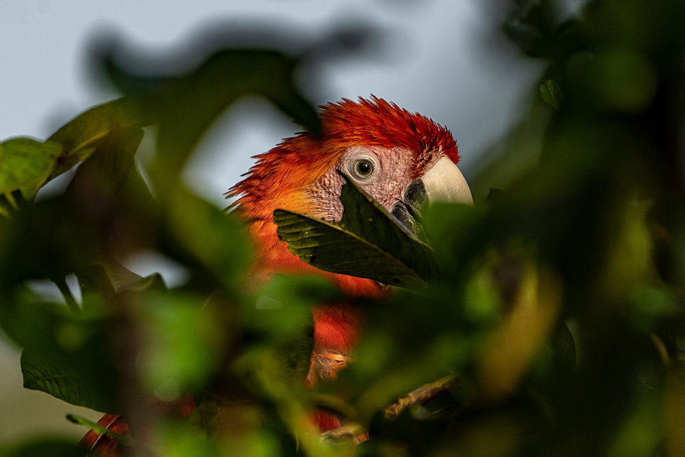 A picture of a red parrot partially hidden by leaves