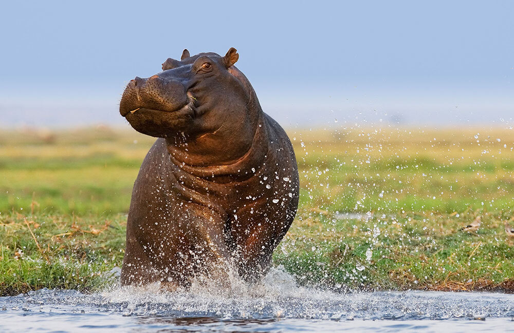 A picture of a hippo splashing in the water