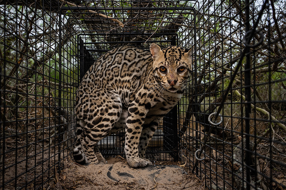 A male ocelot named Javier peers outside a research trap set by biologist Aidan Branney in March 2023. Branney has set 30 traps in the 27,000-acre El Sauz Ranch in South Texas. There are fewer than a hundred ocelots in the United States, split between private ranchlands and the Laguna Atascosa Wildlife Refuge in South Texas.