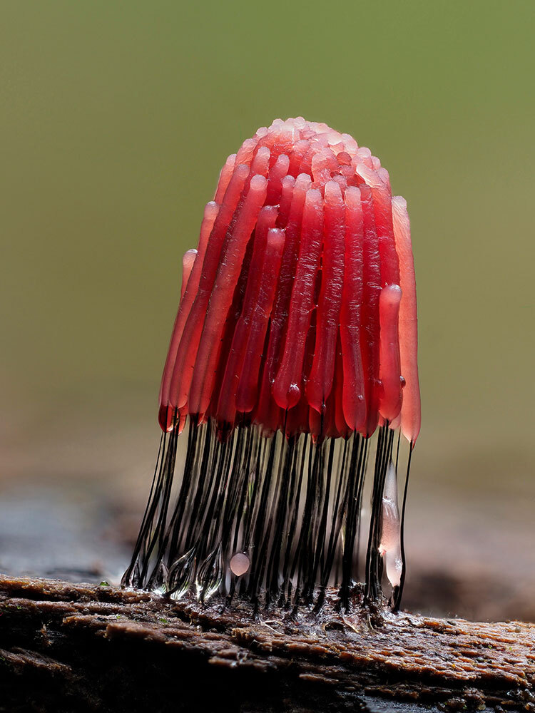 Slime mold