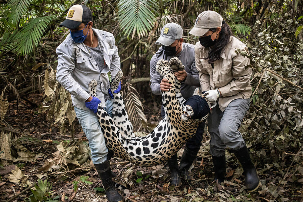 Researchers relocate a sedated jaguar to an open area