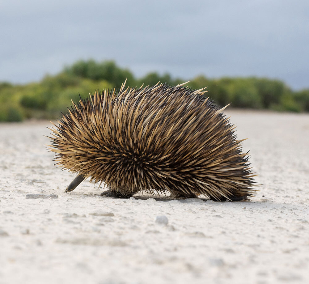 an echidna