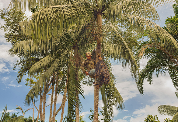 Geandre Berkembrock harvests açaí using a peconha, which is a strap placed on the feet to help him climb the palm tree. “I learned that by myself. I tried again and again until I got it. I think I was around 10 years old. I have never fallen from a palm tree. I have climbed as much as 30 trees in only one day.”