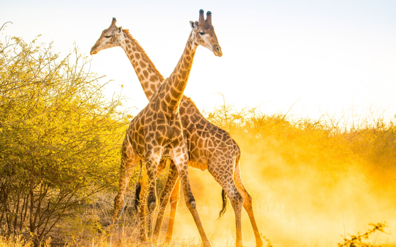 Two male giraffes in South Africa’s Madikwe Game Reserve.