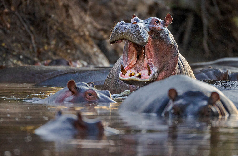 Hippopotamuses wallow at sunrise in a river in the Masai Mara. They spend up to 16 hours a day in rivers and water holes, where they sleep together in pods of 10 to 30 to protect their young, which are especially vulnerable to crocodiles. At night they graze, traveling as far as six miles and consuming about 80 pounds of grass. The dung they produce is rich in nutrients that maintain the health of African rivers and benefit many species.