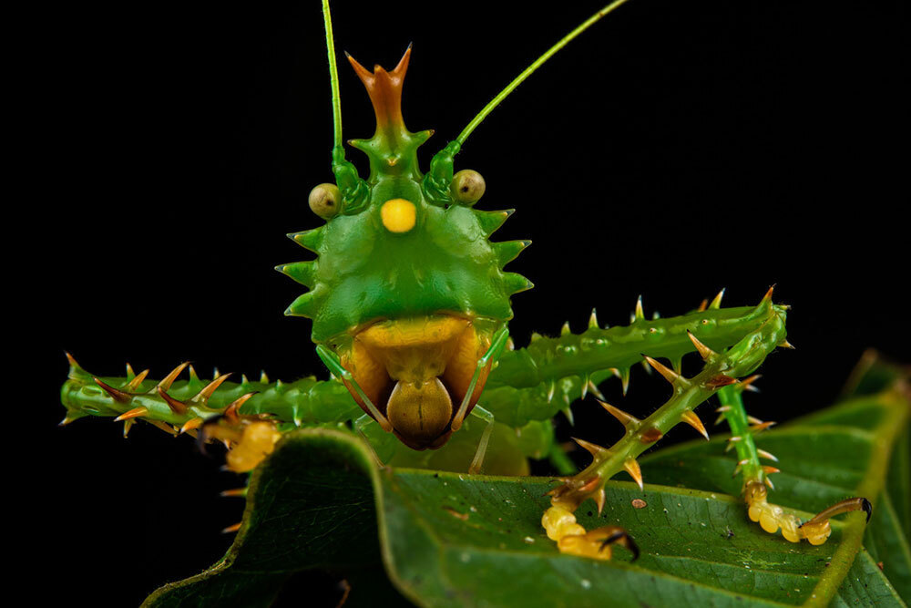 A closeup picture of a green bug with legs covered in spikes on a leaf