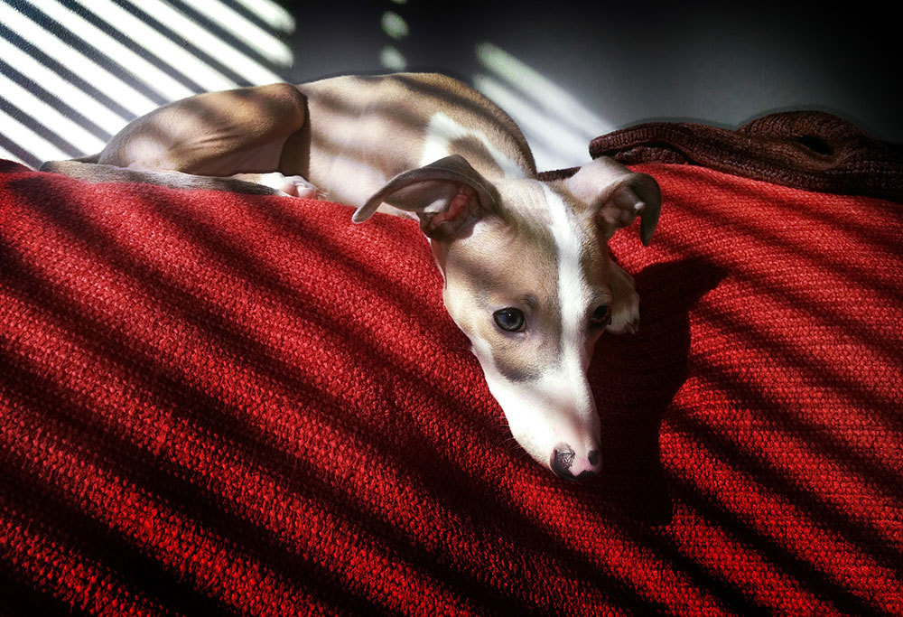 Brown and white greyhound dog resting on a red couch indoors in the sunlight