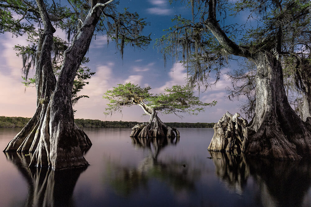 Battered but unbowed, bald cypresses guard a central Florida lakeshore. The storms that deformed them likely saved them from the logger’s saw.