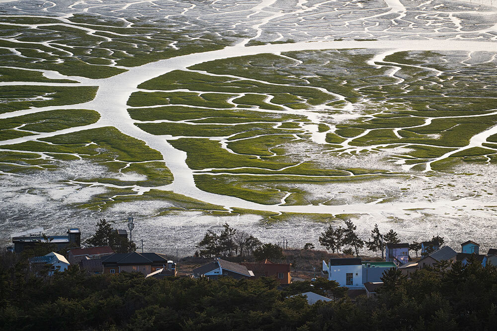 Seen here at low tide, tidal channels criss cross an exposed tidal flat neighboring a residential neighborhood in Muan, South Korea.