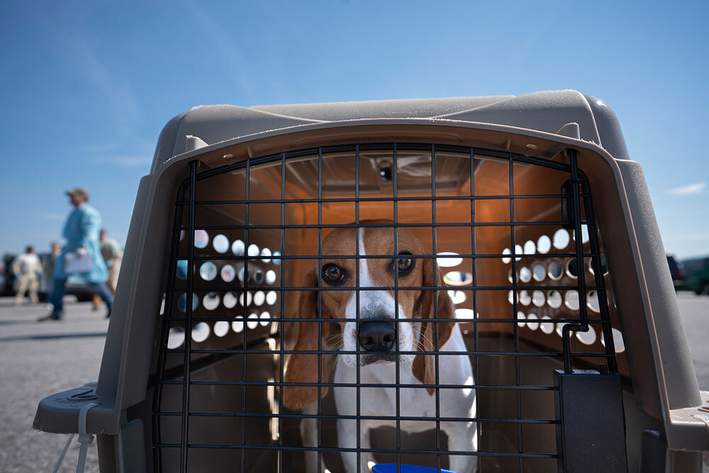 A picture of a beagle in a cage