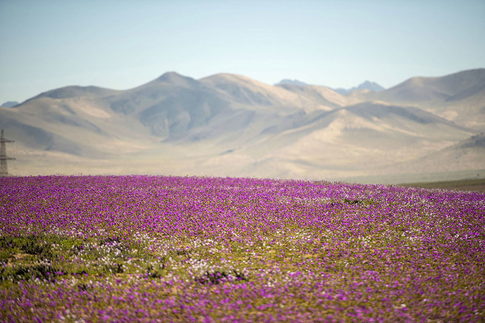 A superbloom in the Atacama Desert