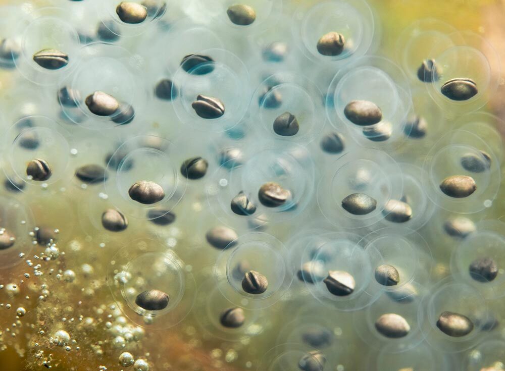 A close up of translucent eggs floating in water