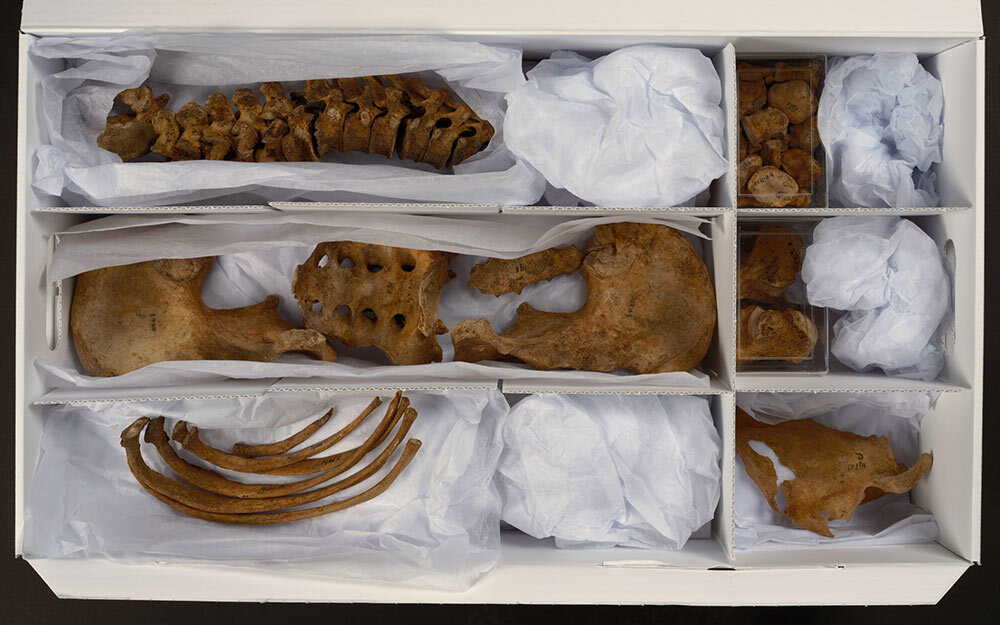 The remains of a headless individual excavated from Haffjarðarey cemetery in 1945 sit carefully packaged at the National Museum of Iceland in Reykjavik. Researchers say that it's difficult to answer certain research questions, such as the sex of an individual or the presence of disease, without being able to examine a complete set of human remains.