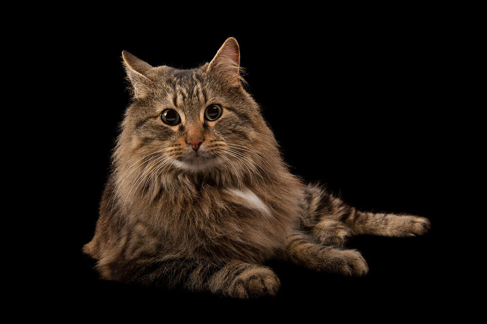 A portrait of a cat on a black background