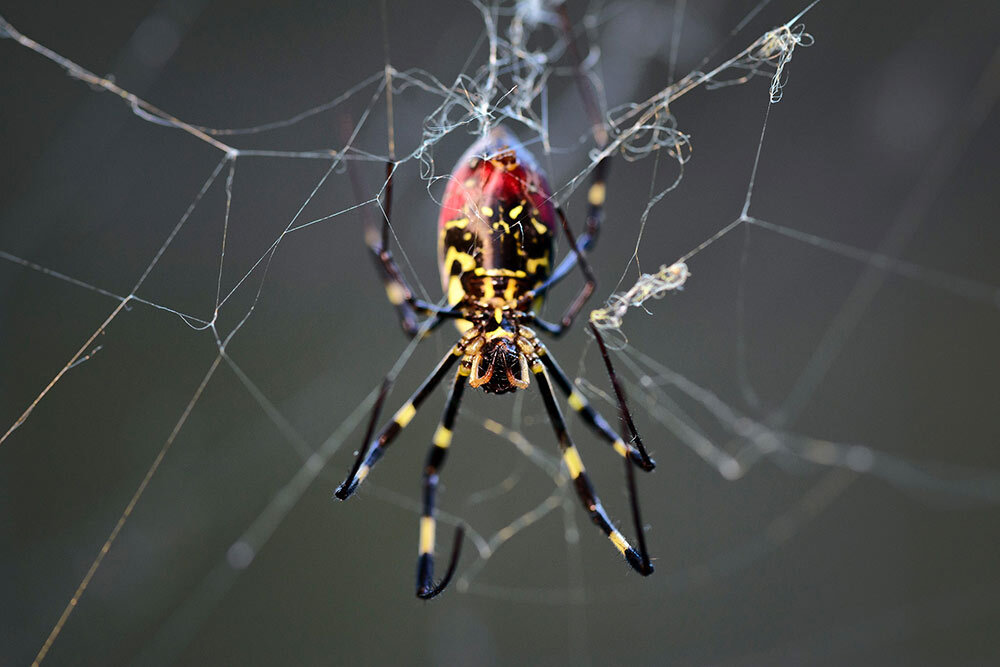 a jojō spider