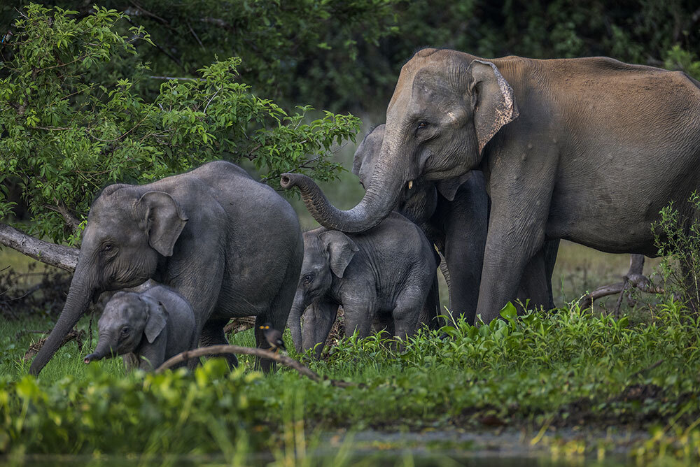 Elephants