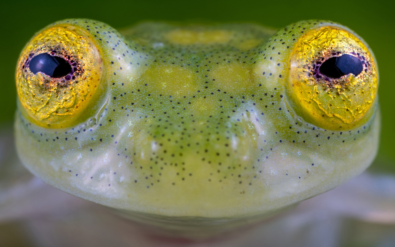 Hyalinobatrachium mashpi, one of the newly discovered species, is known for its high-pitched whistle and the black dots covering its body, which could act as camouflage in its rainforest environment.