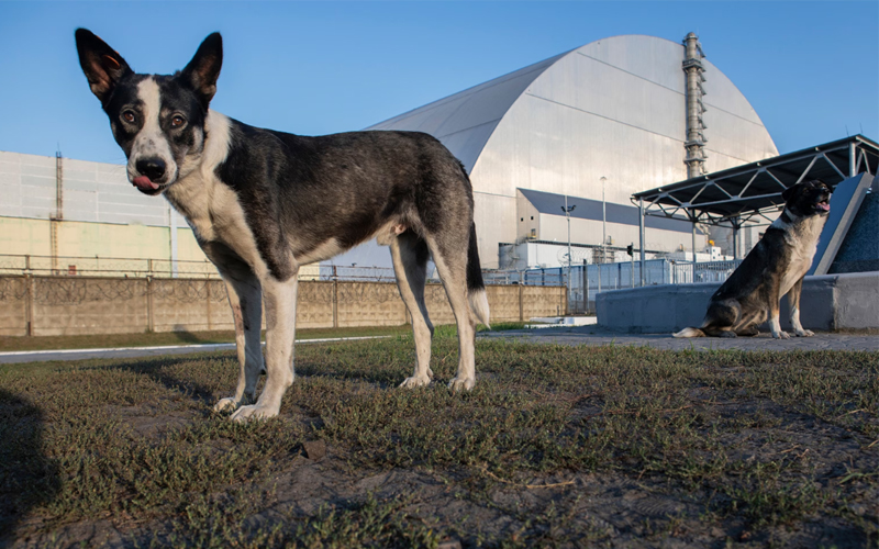 Veterinarians have collected blood samples that were part of cutting-edge DNA research. The DNA from the Chernobyl strays could help to better understand the long-term effects of radiation on human health and genetics. 