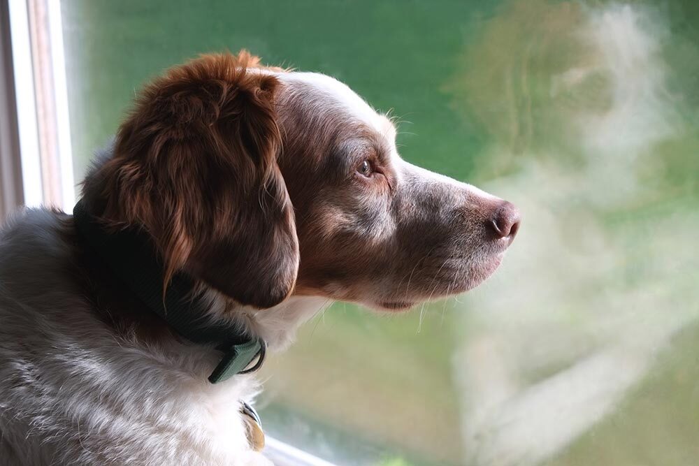 A dog looks out the window from inside a house