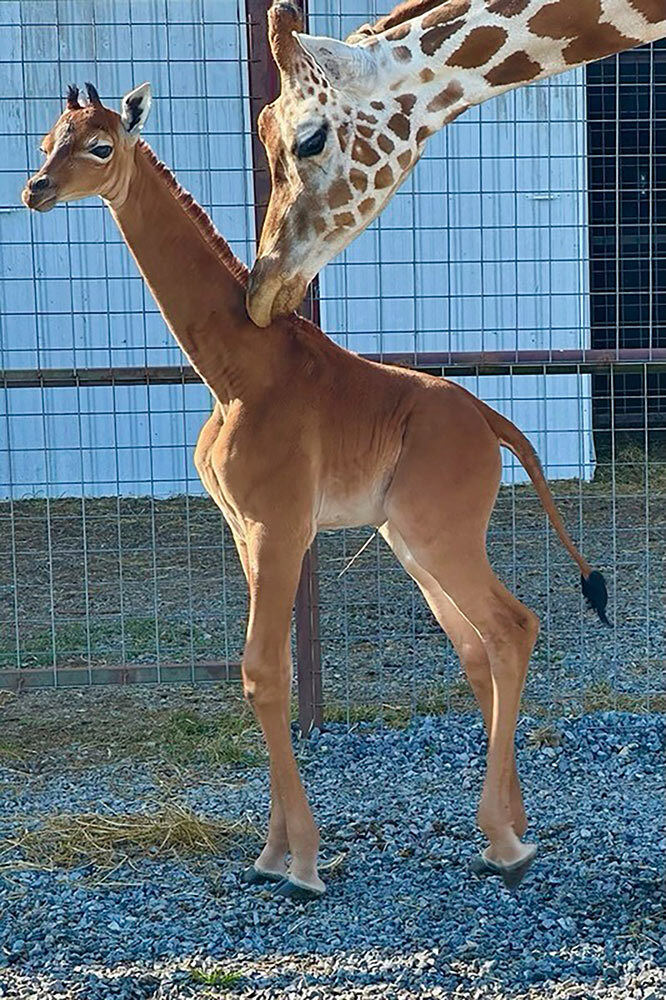 The spotless giraffe, born at a Tennessee zoo, is ​the first one seen in more than 50 years.